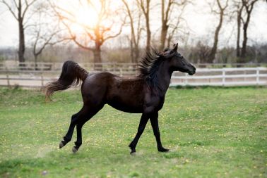 Image de l'article La loi contre la maltraitance animale et les équidés