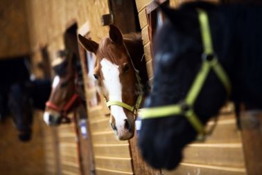 Image de l'article L’apprentissage dans les centres d’entraînement au trot