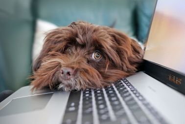 Image de l'article Amener son chien au bureau : que dit la loi ?