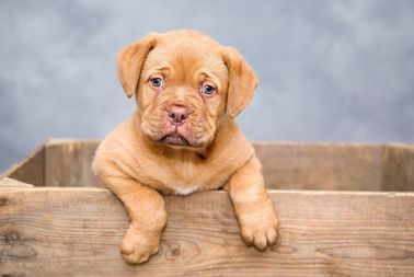 Image de l'article Garantie légale de conformité : exclusion des animaux domestiques